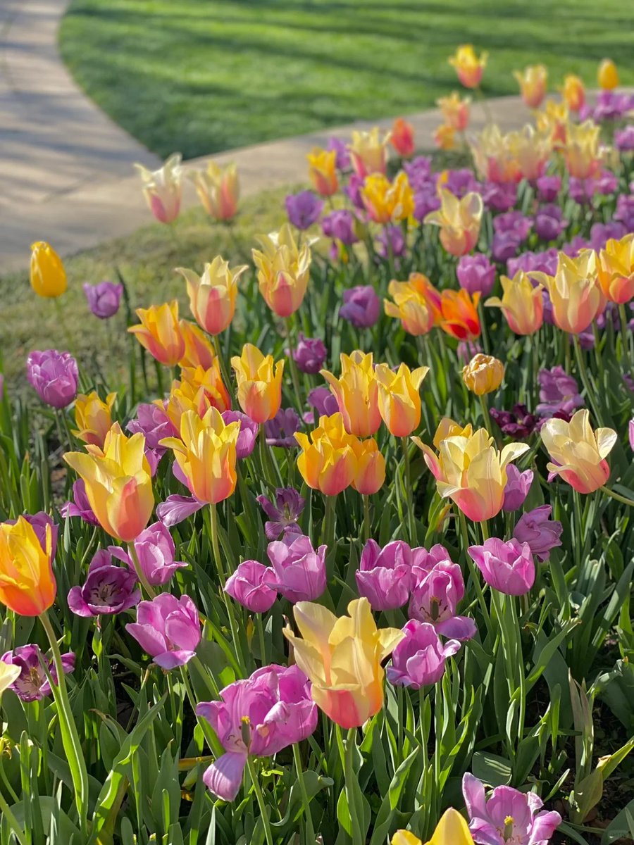 "Embracing the beauty of nature with this stunning bloom. Let your soul be kissed by the essence of flowers." 🌸🌿