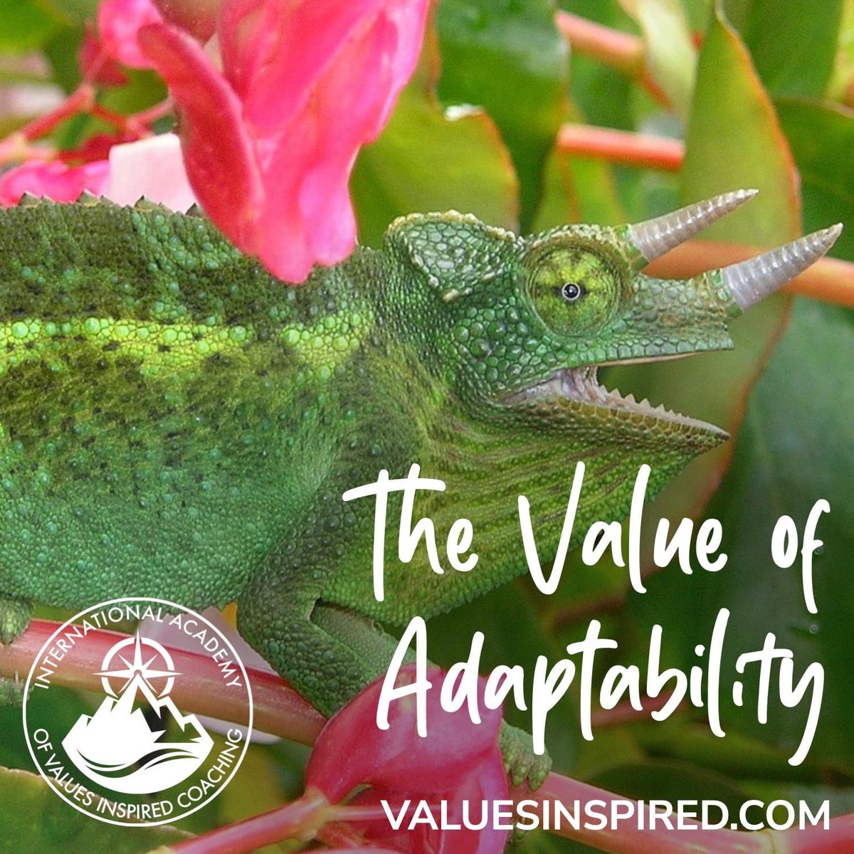 ValuesInspired's tweet photo. 🔄 The Value of Adaptability is the secret to thriving in change. Embrace the unexpected, learn to pivot, and discover the power of adaptability.  How do you embody this Value? https://t.co/eateqgP7Ld 💡 #Adaptability #Flexibility #ValuesInspired https://t.co/ROSBBOUlGG