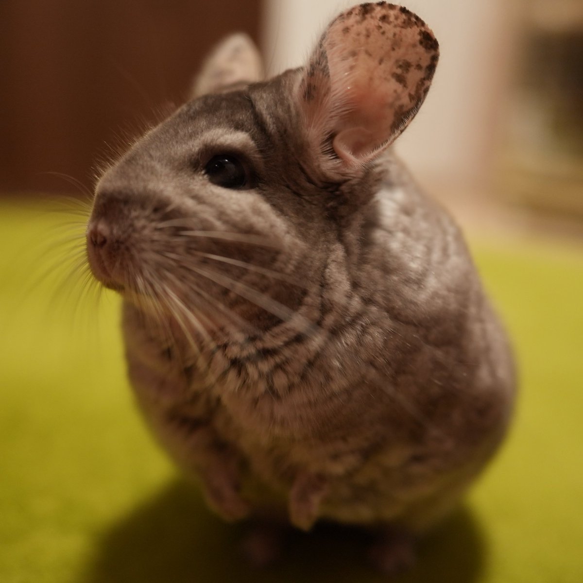 ushizawa's tweet photo. 実写動画用のちょっといいカメラで撮ったひなっち https://t.co/0wByqUD3B7