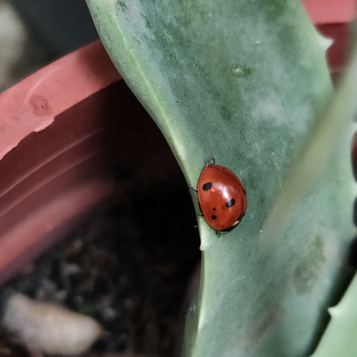 AulagaAsociacio's tweet photo. El pasado miércoles en el vivero de Aulaga, se realizó la actividad de voluntariado semanal de mantenimiento y, además, se comenzó a crear pequeños terrarios con suculentas.
#viveroaulaga #naturaleza #educacionambiental #plantas #suculenta #terrarios #voluntariado #Malaga https://t.co/mUIrLtPYRX