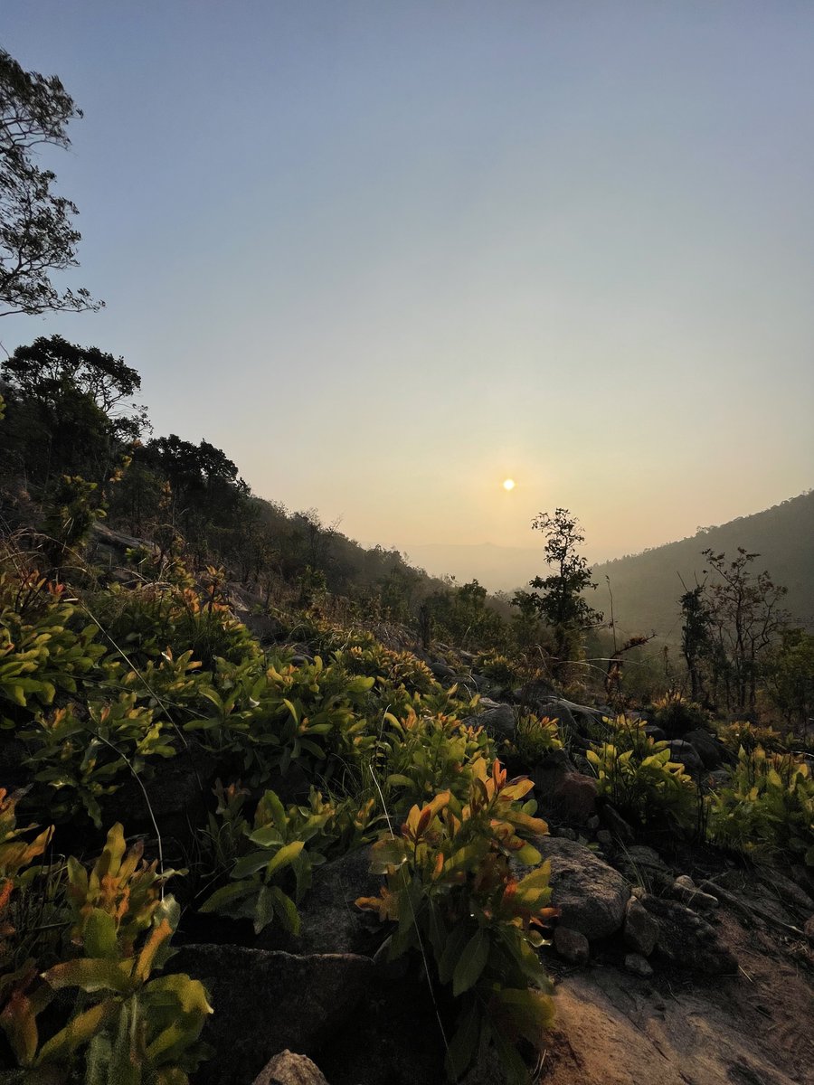 trollpwnde's tweet photo. Makalidurga is such an amazing place! A beautiful dry rocky habitat with stunning lush green trees and dry grass! The trek during the sunrise was cherry on the top! Sharing some photos from phone😬 #Makalidurga https://t.co/5L4SxXYsy0