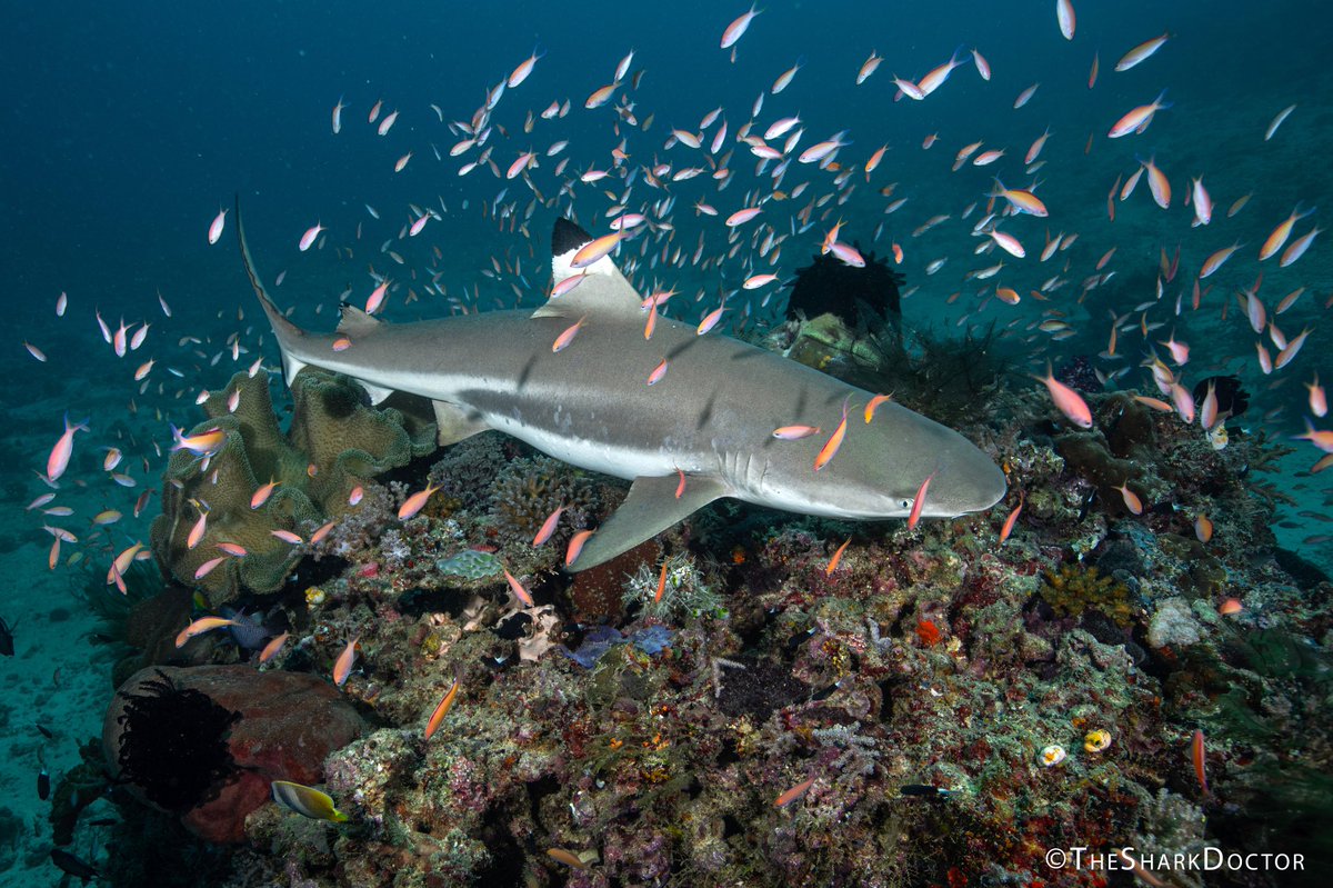 The underwater life I saw in the waters off #morotai was composed of every single color you could imagine. When you mix in over 20 blacktip #reefsharks - this place transforms into an underwater paradise that you never want to leave! #indonesia #shark @CressiItaly @CanonUSA