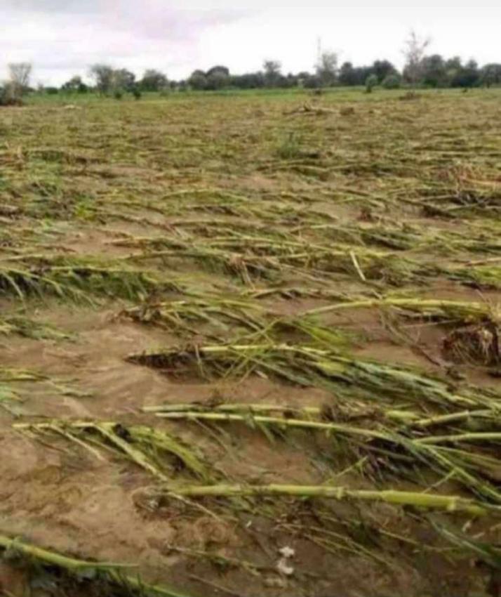 What can farmers do to reduce losses in Agriculture??? #NOTE: These losses greatly hinder Sustainable Agriculture Development. The affected farmers are discouraged from continuing with Agriculture due to the fear for making losses again. Comment, Like & Repost. #LetsFarmTogether
