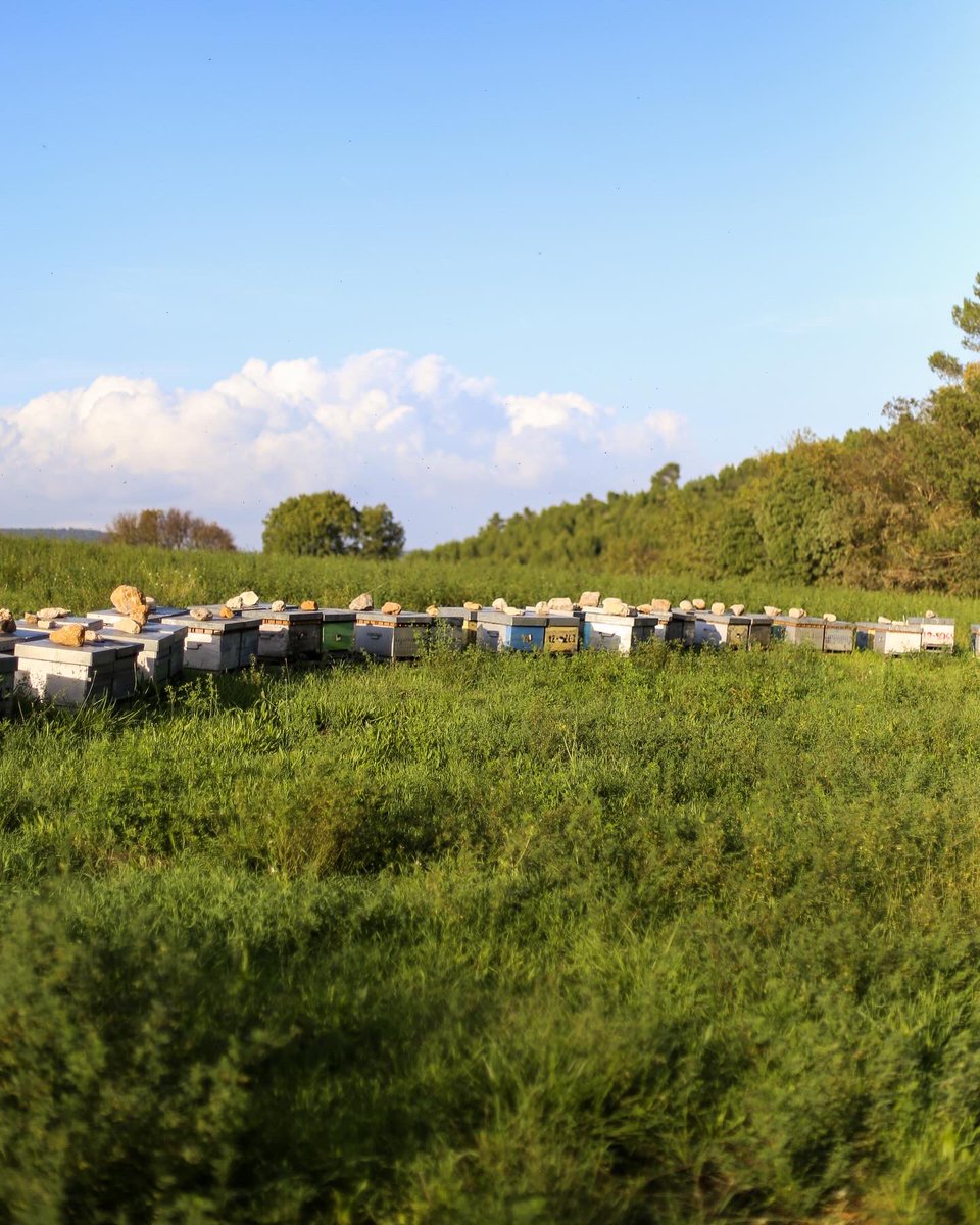 Morgane Le Breton tweet media