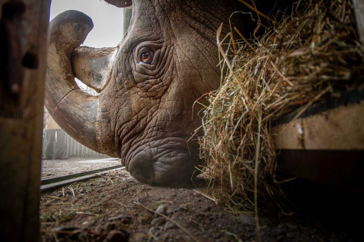 Colossal Biosciences® (@colossal) on Twitter photo Science wins! 🦏 🙌 The world's first #IVF #rhino pregnancy by our partners at BioRescue (<a href="/IZWberlin/">Leibniz-IZW</a>) resulted in a fully developed rhino embryo! Colossal is leveraging our genetic engineering technologies to support these efforts and ensure success in the fight to save the Science wins! 🦏 🙌 The world's first #IVF #rhino pregnancy by our partners at BioRescue (<a href="/IZWberlin/">Leibniz-IZW</a>) resulted in a fully developed rhino embryo! Colossal is leveraging our genetic engineering technologies to support these efforts and ensure success in the fight to save the