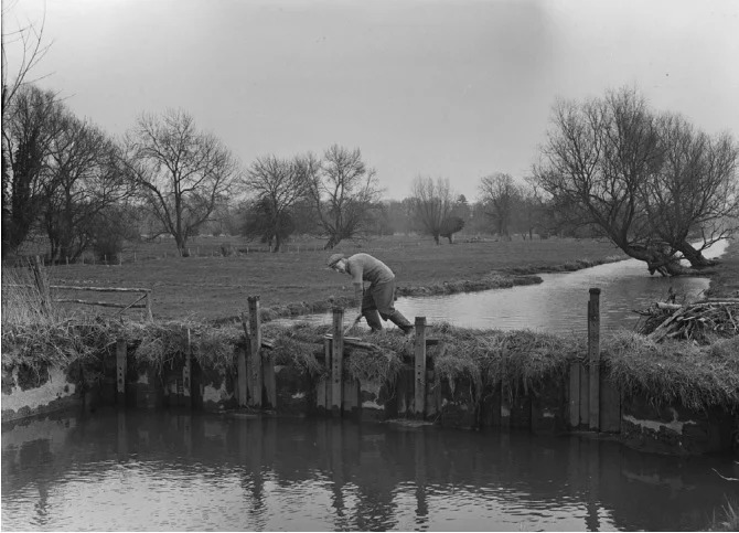 A meadow drowner at work on a seven-hatch weir at Lower Farm, Britford, near Salisbury, in 1954.