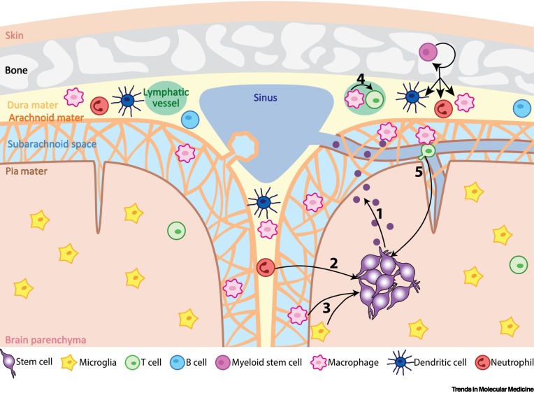 ONLINE NOW:  Beneath the radar: immune-evasive cell sources for stroke therapy dlvr.it/T1vkML