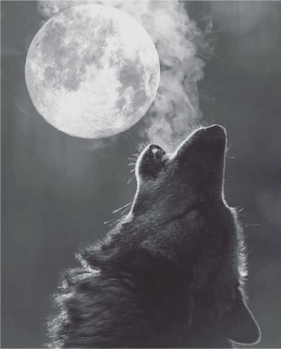 Good morning. Last night I shut out the world &amp; basked in the essence of the full  "wolf moon". Being<a href="/tag/fullmoon"class="tags"><span>#fullmoon</span></a><a href="/tag/wolfmoon"class="tags"><span>#wolfmoon</span></a>