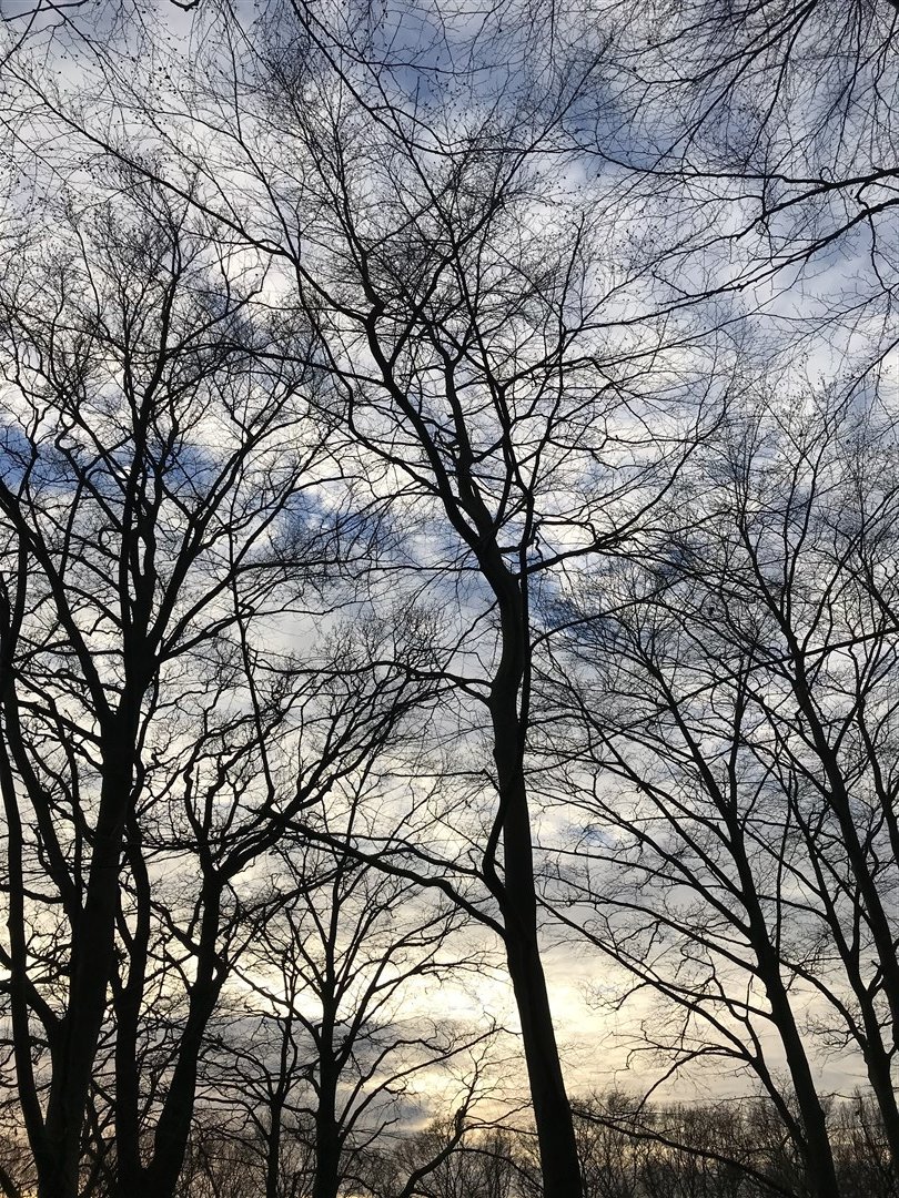 provfryslan's tweet photo. Wurk oan ‘e N358 🚧
Aan de Skieding Noord halen we op maandag 29 januari een aantal bomen en struiken weg, zodat we kunnen beginnen aan het verleggen van de kabels en leidingen op die plek. Het verkeer wordt geregeld door verkeersregelaars. https://t.co/0B1SmsvvZo