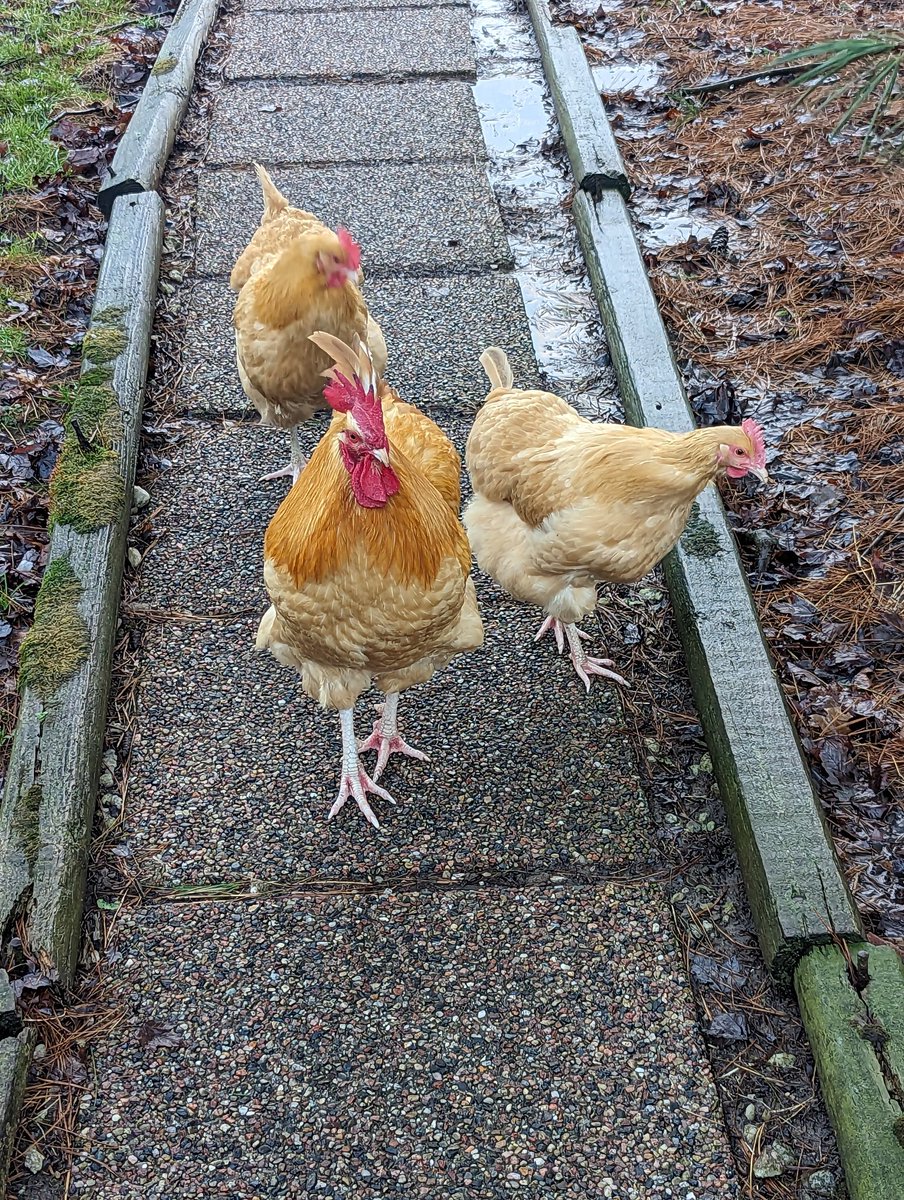 A small group of three have made it up to the sidewalk this morning. #FreeRangeChickens