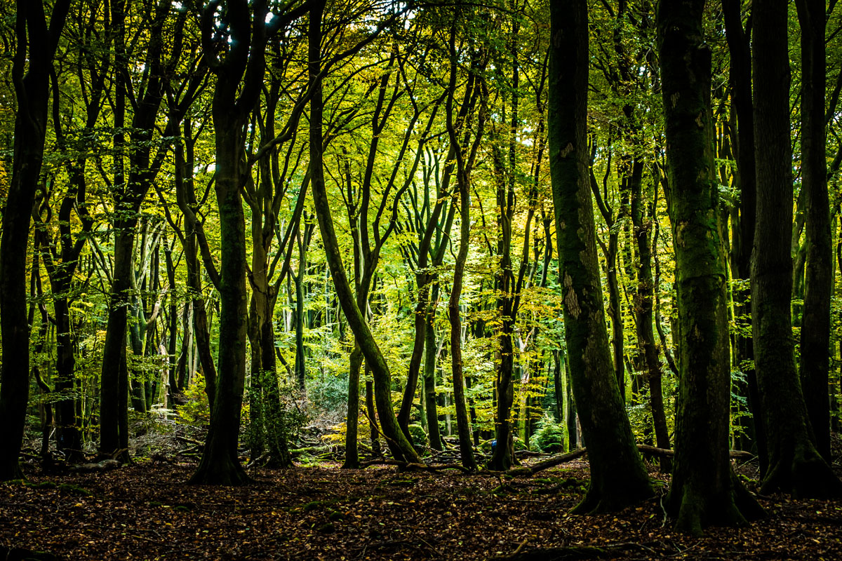 Papier- en kartonbedrijven Sappi Maastricht en Folding Boxboard Eerbeek trekken samen op bij tegengaan netcongestie: vnp.nl/samenwerking-s…