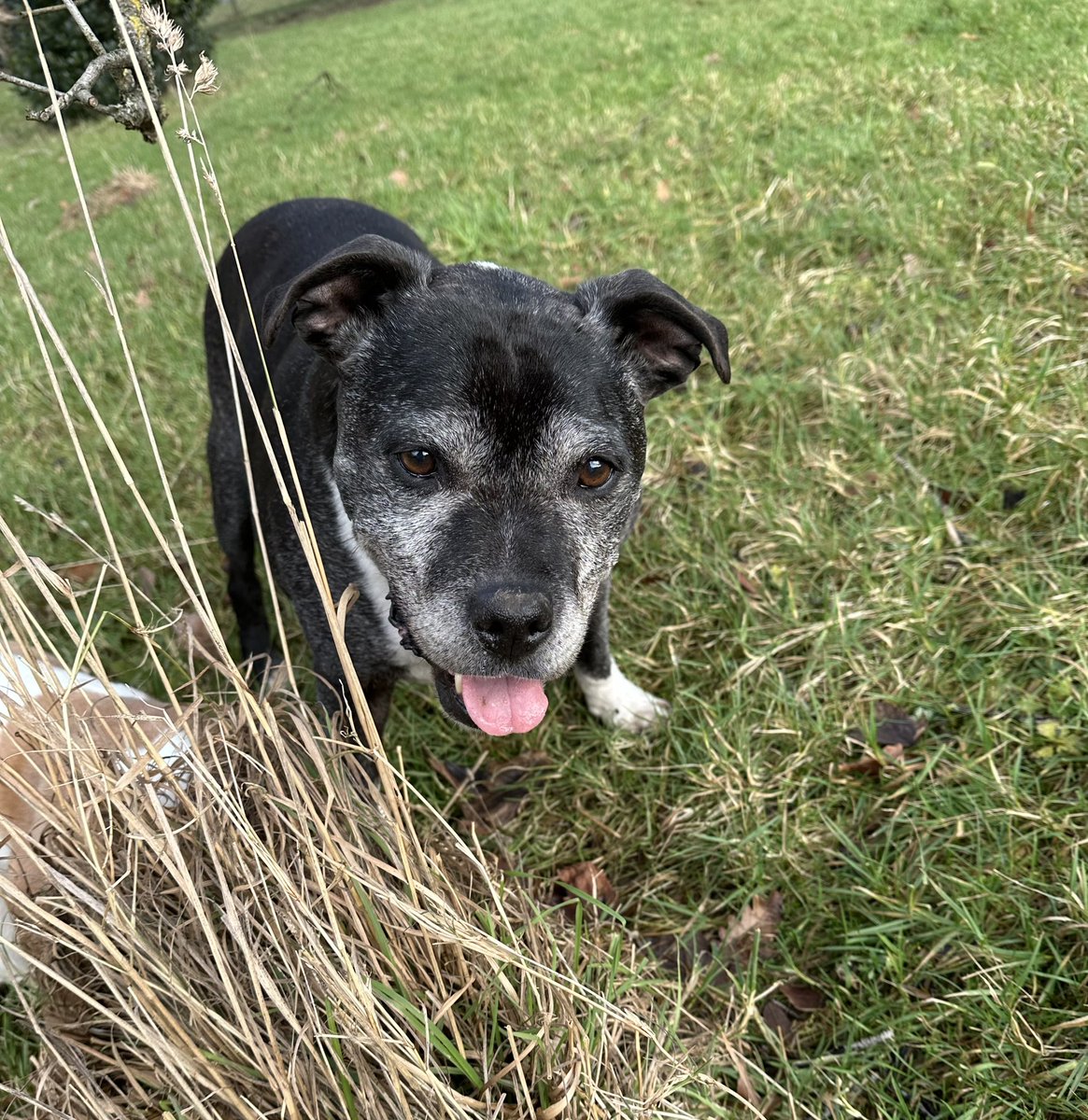 Doogie on #FrostyFaceFriday #staffie #rescuedog 💙🐾