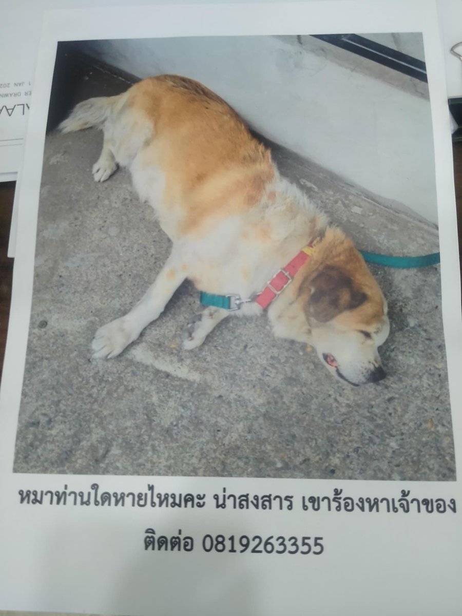 Pukanzzz's tweet photo. ขออนุญาติใช้qoute ตามหาเจ้าของน้องหมาค่ะ พิกัดแถวอตก.น้า https://t.co/GYK6cv4trp