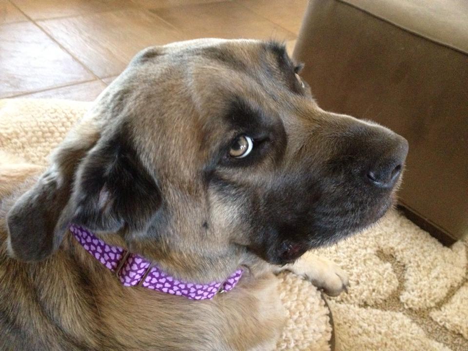 WeSew4You's tweet photo. Bella loves her purple hearts Classy Collar - right in time for Valentine's Day! See this and more at the website, or send us a message!  Thanks!
#puppies #dogphotography #petlovers #ilovemydog #dogslife #petstagram #puppylife #cutedogs https://t.co/raYyNszldk