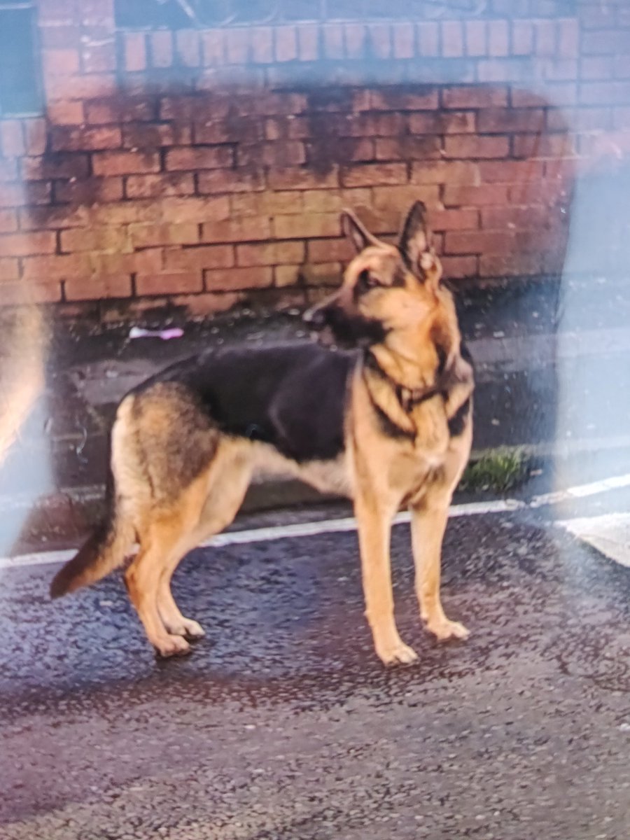 WeeSue6's tweet photo. Anyone missing a German shepherd?
Very skittish.
#MissingDog
#SpringfieldAve
It's wandering around Springfield Ave area https://t.co/0RuaHPYKyZ