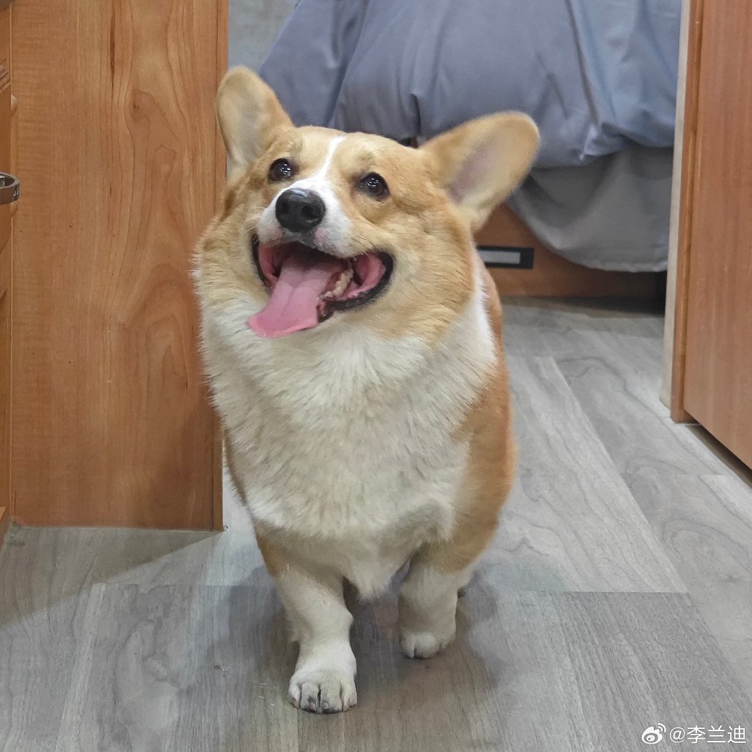 oyoe_niudi's tweet photo. [24/01/26] 🦋 Li Landi weibo update! 

“ I'm in charge of the flourishing, and his comfort.♥️🐶

We have our own puppy literature.🤭

#迪哒三两声"

#LiLandi #李兰迪 #이란적 #หลี่หลานตี๋ #LandyLi #LiDahe #XiaoLan #TheStarryLove #cdrama https://t.co/UQ0J2dw61G