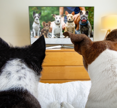livedoornews's tweet photo. 【新研究】犬、テレビ画面に映る別の犬を見るのが好き
https://t.co/ZeQI8FsI8u

ウィスコンシン大学マディソン校が世界の1,246匹の犬の飼い主を調査した研究。他の犬が登場する番組を最も嬉しそうに眺めていたという。他にもサッカー、アニメ、車の番組を楽しむ傾向にあることが判明した。 https://t.co/FJP3XTEM49