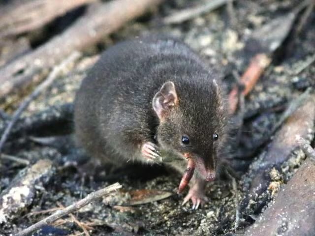 “Marsupial”

Porque descubrieron que su vida corta e intensa se debe a que sacrifica horas de sueño buscando tener sexo, y que muere tras lograr el apareamiento.