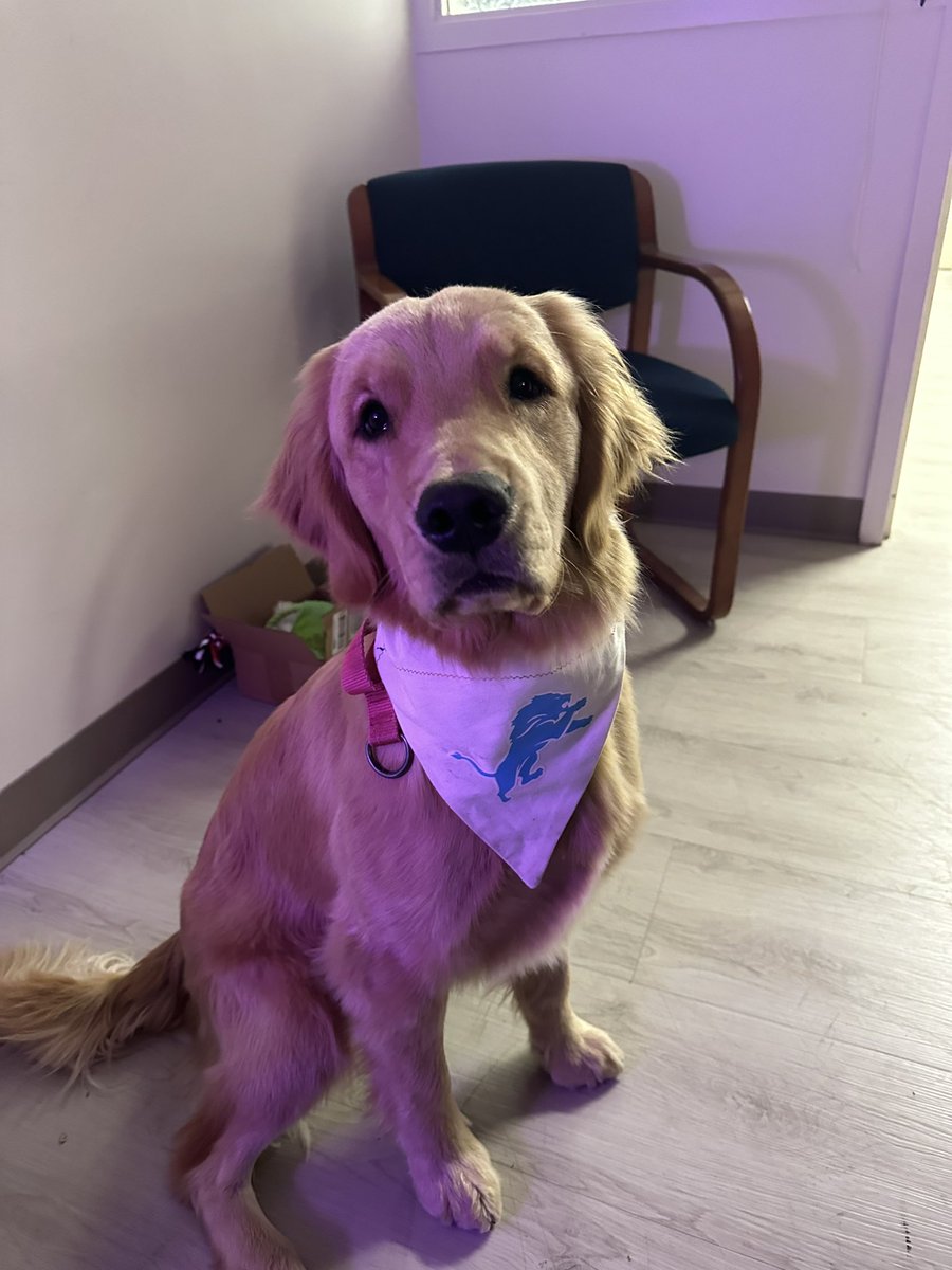 Envy the <a href="/HenryFordHealth/">Henry Ford Health</a> therapy dog roots for the <a href="/Lions/">Detroit Lions</a> !!!