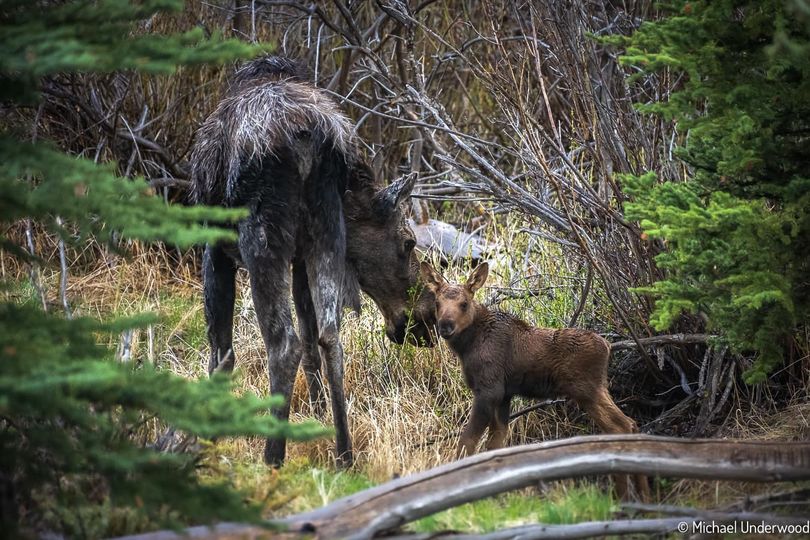 W. Rix Victory II tweet media