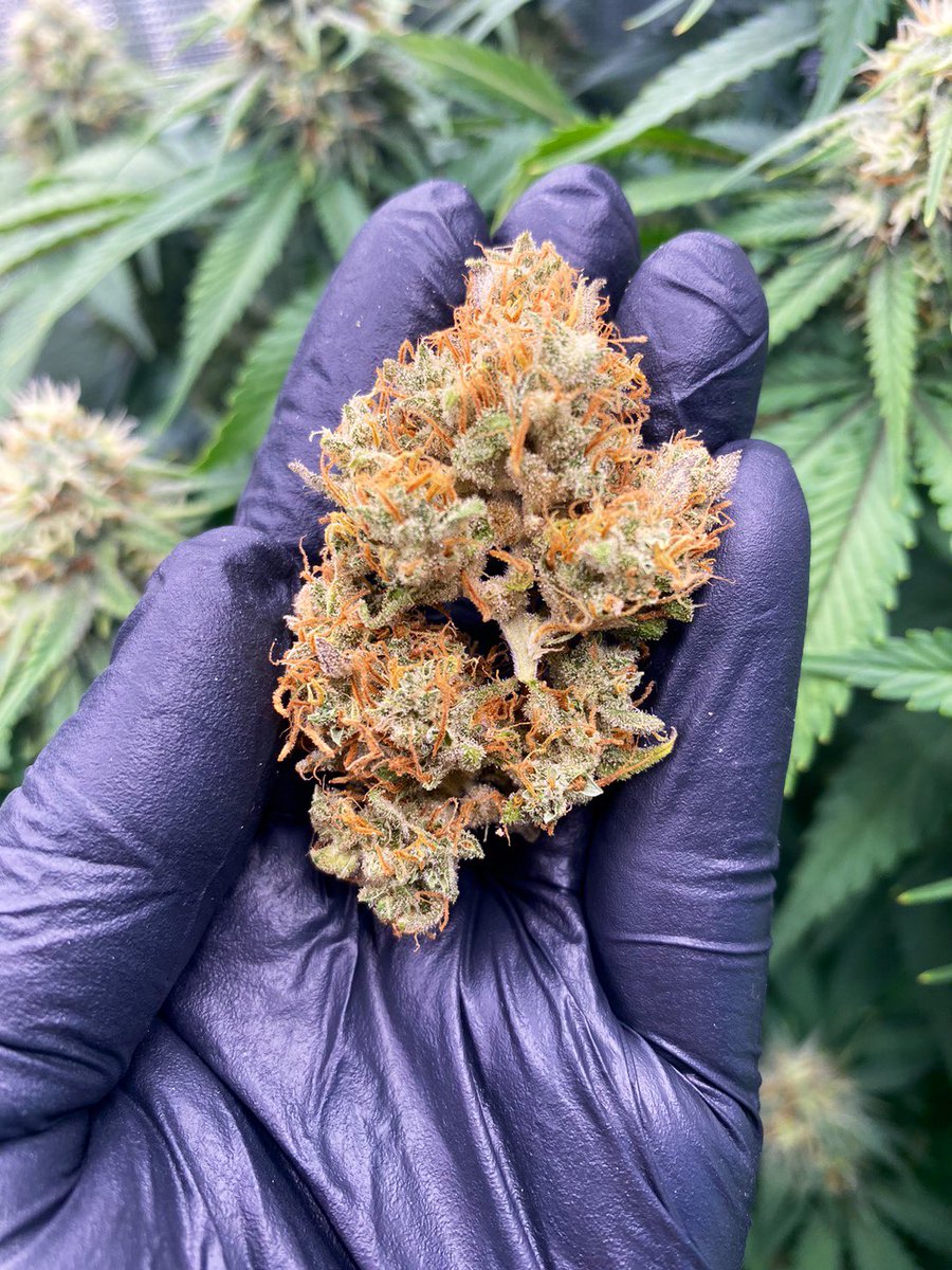 Back to the Future flower now available! 
An aromatic hybrid flower with potency!

Add us on Line app for easy ordering. lin.ee/yUkwNtu
