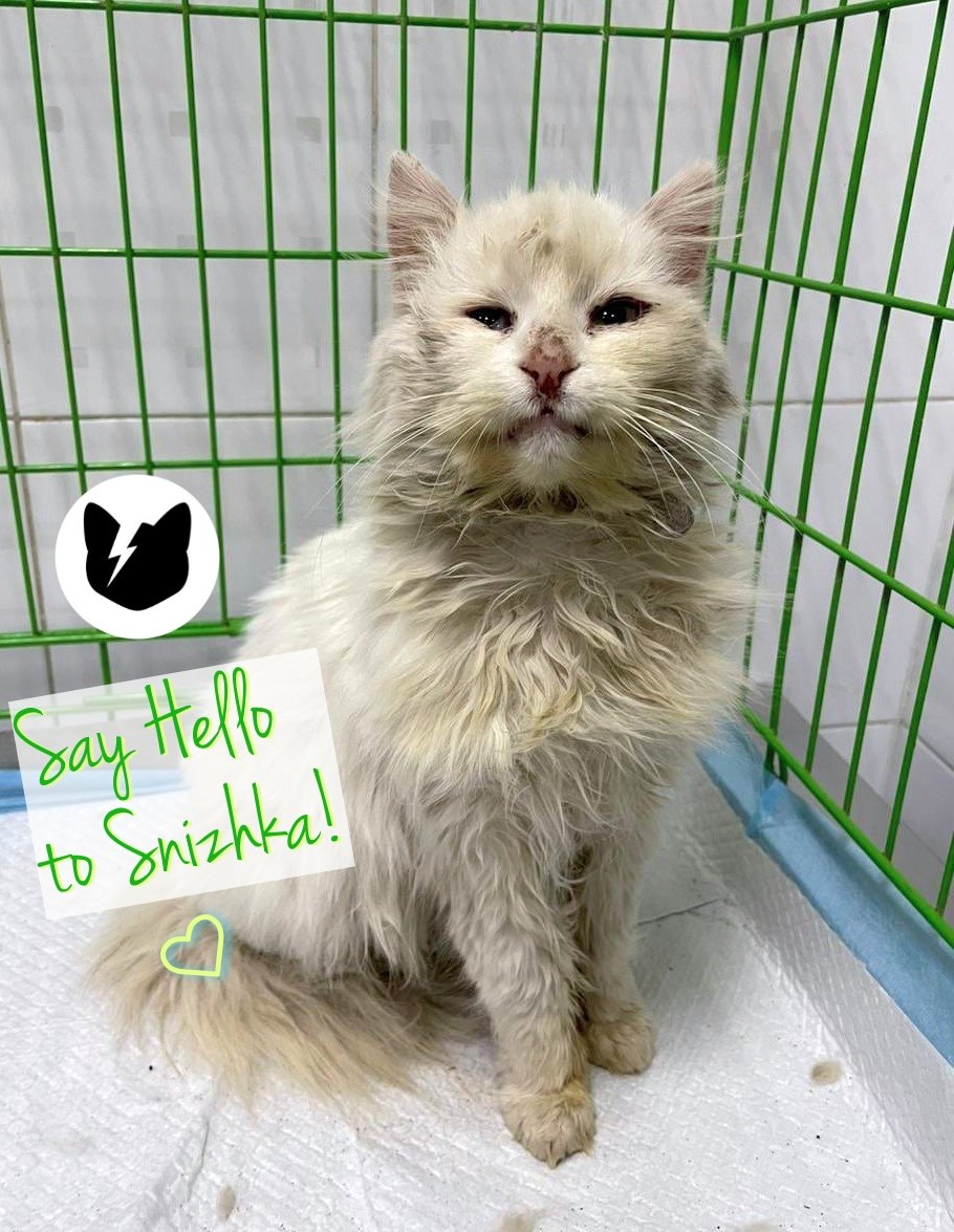 joliemackdotcom's tweet photo. ๐ฅ Friday Fiver $5 pop up #NAFOCatsDivision raffle!
Hurry! Let's raise kibble kash for Snizhka. To enter, send $5 to @catsonmars_ua to assist the Kyiv shelter with her care.
Donate, post screenie, yer in! ๐
https://t.co/cxzl3U49uY
The draw is Caturday, Jan 27 ๐ผ Tomorrow! https://t.co/wrzLQ9gLWj