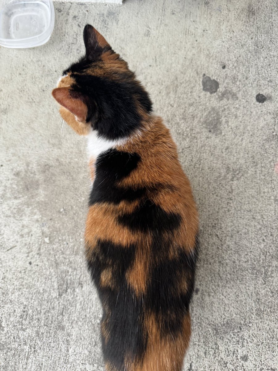 Starrfold tweet media