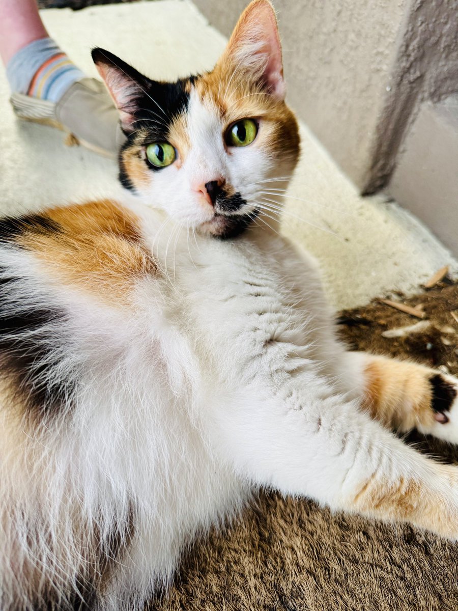 Starrfold tweet media