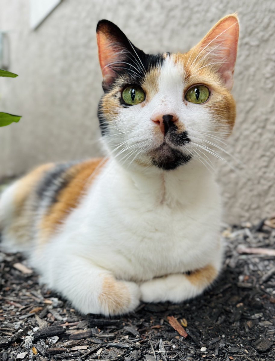 Starrfold tweet media