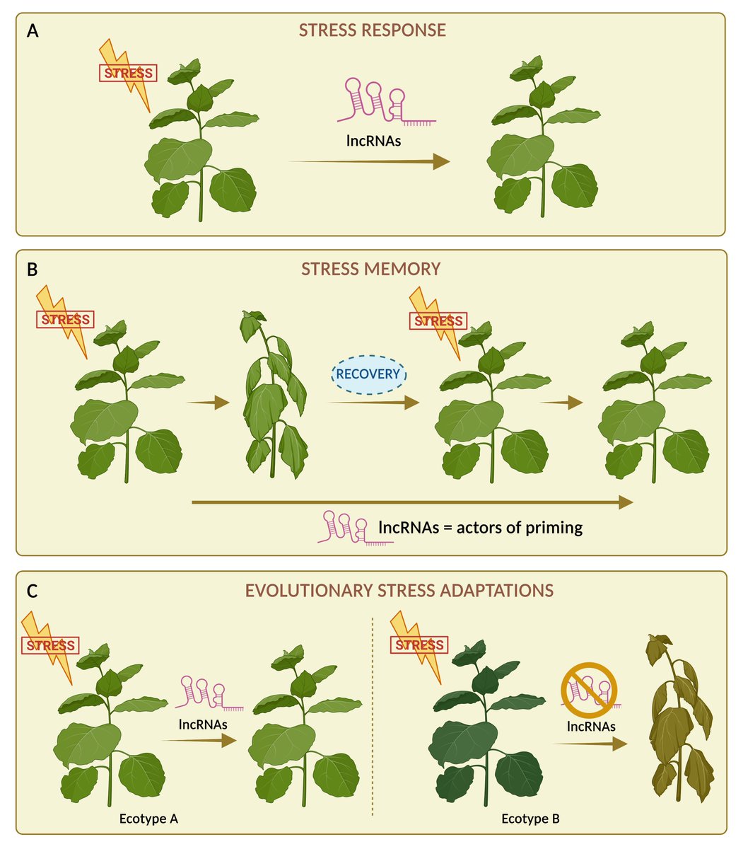 🌱From environmental responses to adaptation: the roles of plant lncRNAs 🧬🍃
Happy to share that our last review is out! 🥳
Check the article published in Plant Physiology doi.org/10.1093/plphys…