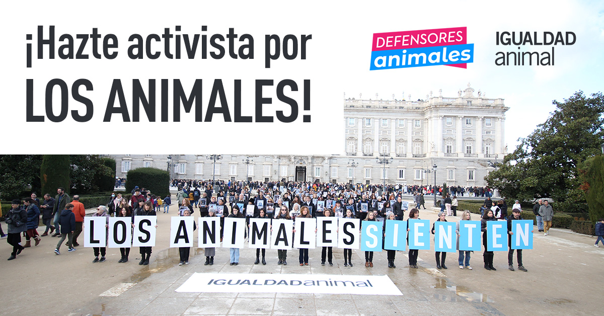 Igualdad Animal tweet media