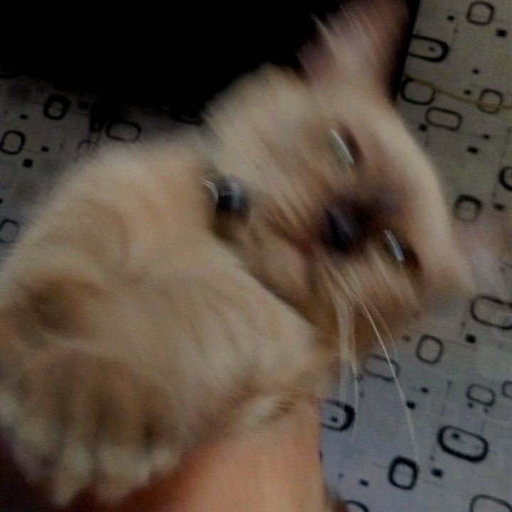 kharist_'s tweet photo. mocca the brave 💔🥀 https://t.co/UjUxU0cPrK