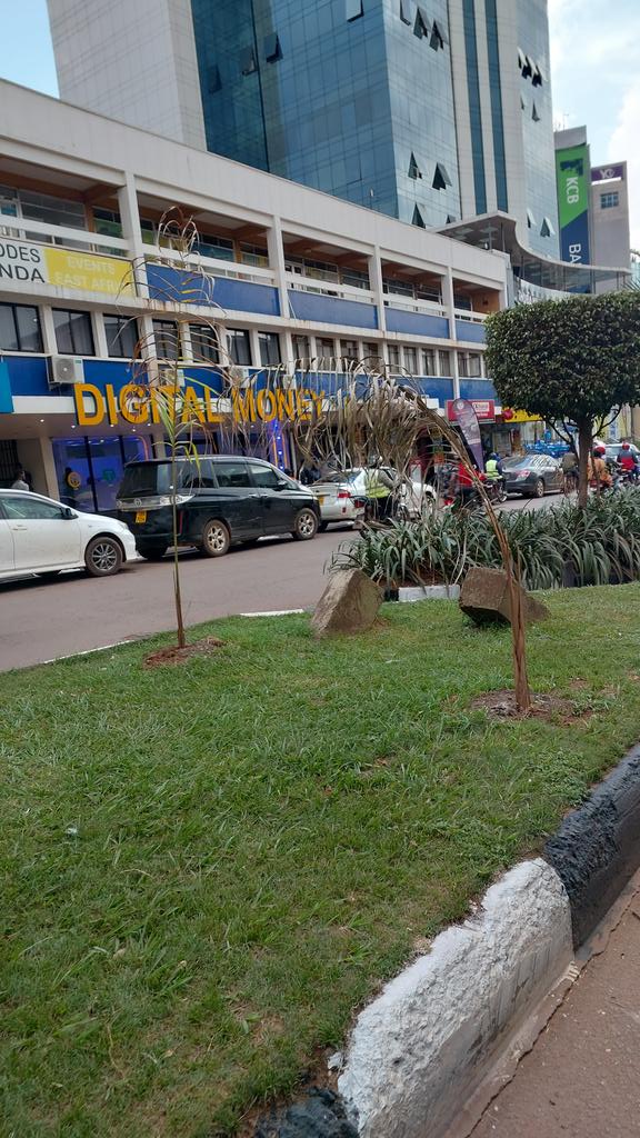joshjeje2's tweet photo. The NAM trees are drying up. KCCA please do something. https://t.co/BNUSqrHuLI
