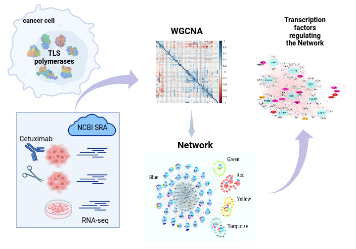 This study delves into #Colorectal  #Cancer  probing adaptive mutagenesis triggered by EGFR inhibitors, causing resistance and recurrence. Drawing parallels between cancer cells it explores error-prone translesion synthesis polymerases.  phenotypes.
onlinelibrary.wiley.com/doi/full/10.10…