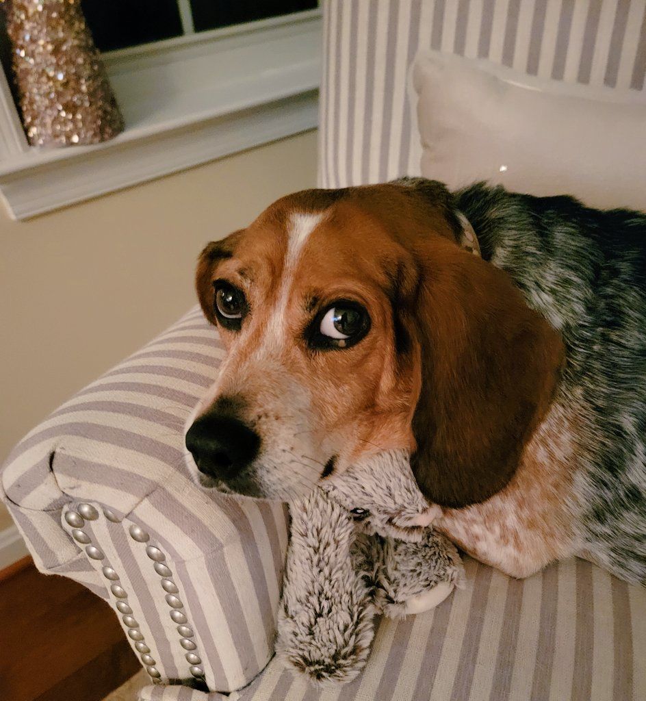 Beagle Facts (@beaglefacts) on Twitter photo 100% of surveyed #beagle caregivers will sit on the floor or sleep on the edge of the bed rather than disturb their hound. #beaglefacts
๐ท <a href="/sundaebeagle/">SweetSundaebeagle</a> / Twitter 100% of surveyed #beagle caregivers will sit on the floor or sleep on the edge of the bed rather than disturb their hound. #beaglefacts
๐ท <a href="/sundaebeagle/">SweetSundaebeagle</a> / Twitter