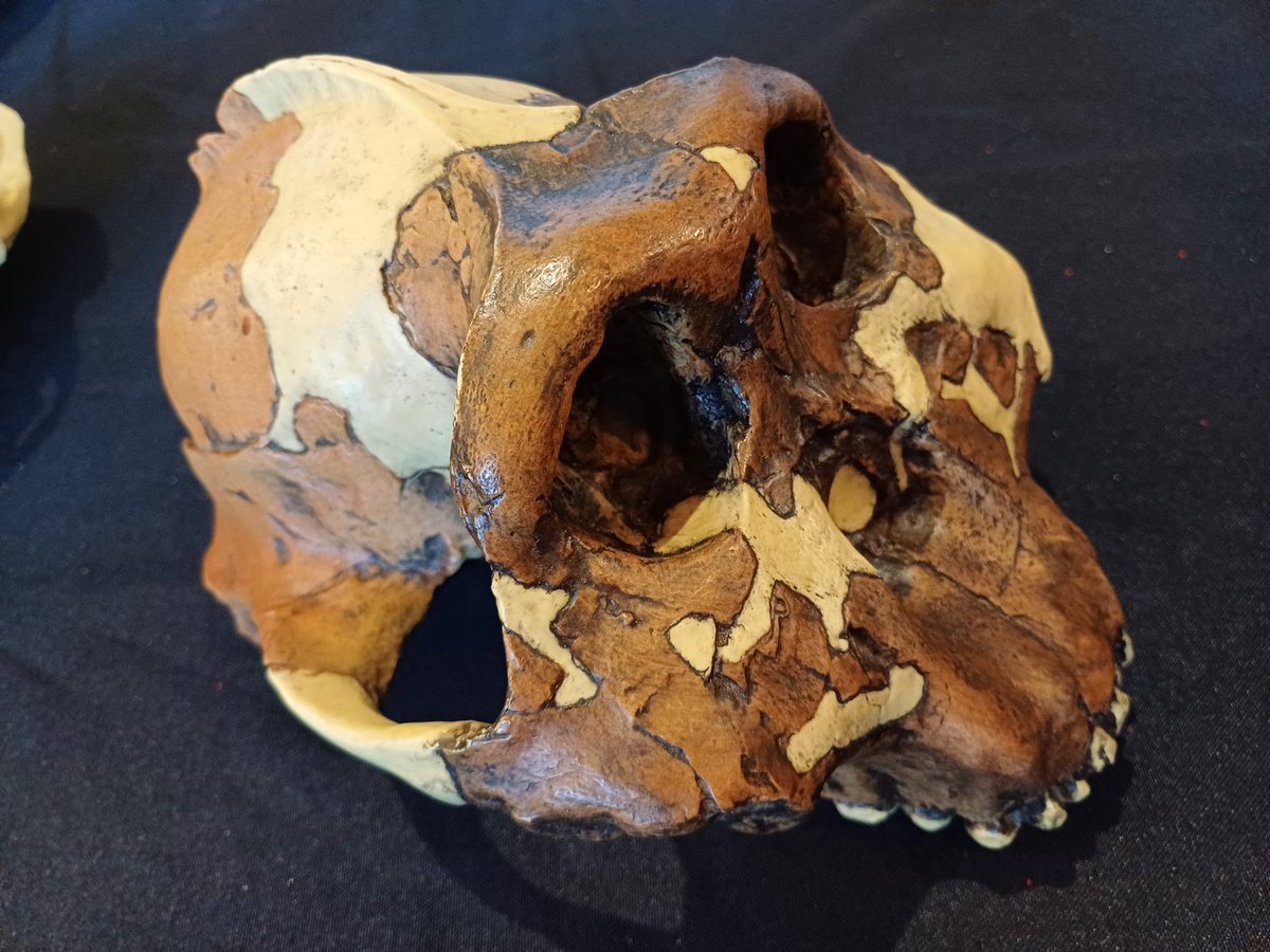 BangorBioZoo's tweet image. All sorts going on at today&apos;s mini open day @BangorUni #nutcrackerman