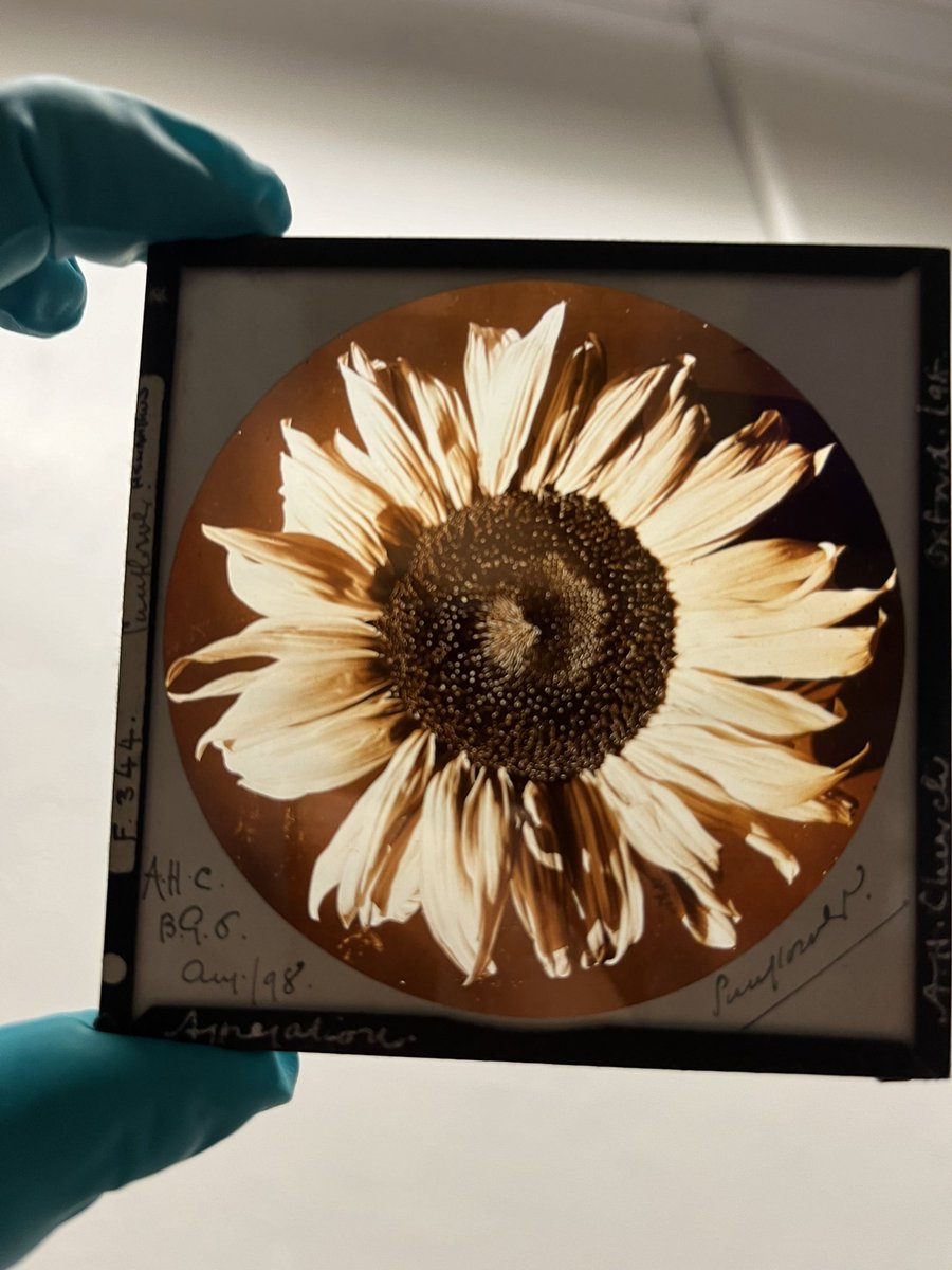 drewyhart's tweet photo. Possibly my new #favourite collection item (well for today anyway!) - a #glass plate negative of a #sunflower (my favourite flower) by Arthur Harry Church (1865-1937) (one of my favourite botanical artists) from 1898 #FridayFavourites #SpecialCollections #PhotographicCollections https://t.co/WBLpdJ5E0d