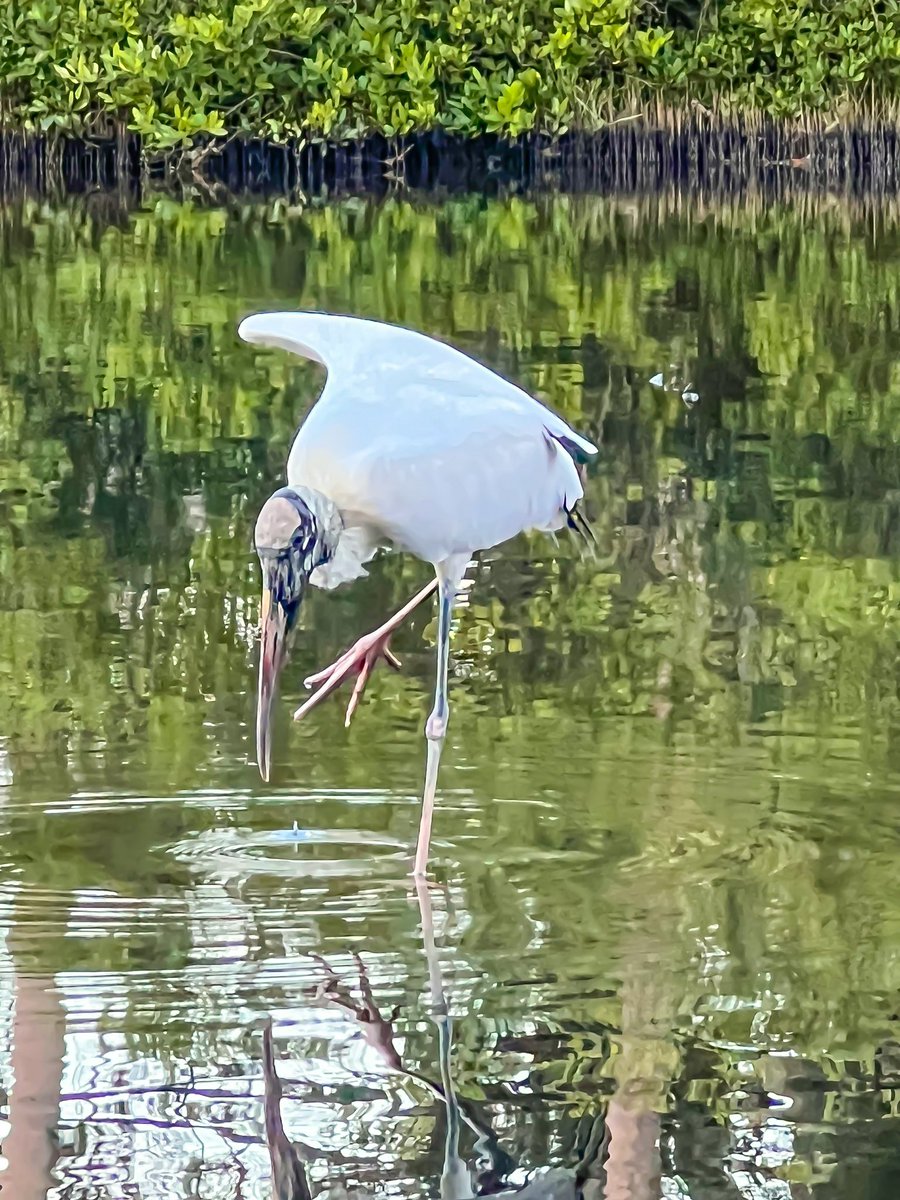 The904Agent's tweet photo. @admired_art The lovely Wood Stork! https://t.co/1BCIjQepoY