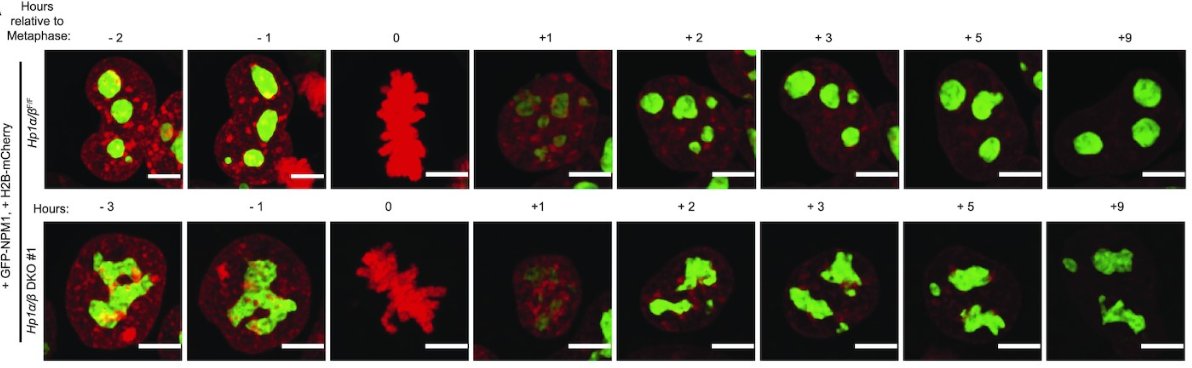 Peters Lab tweet media