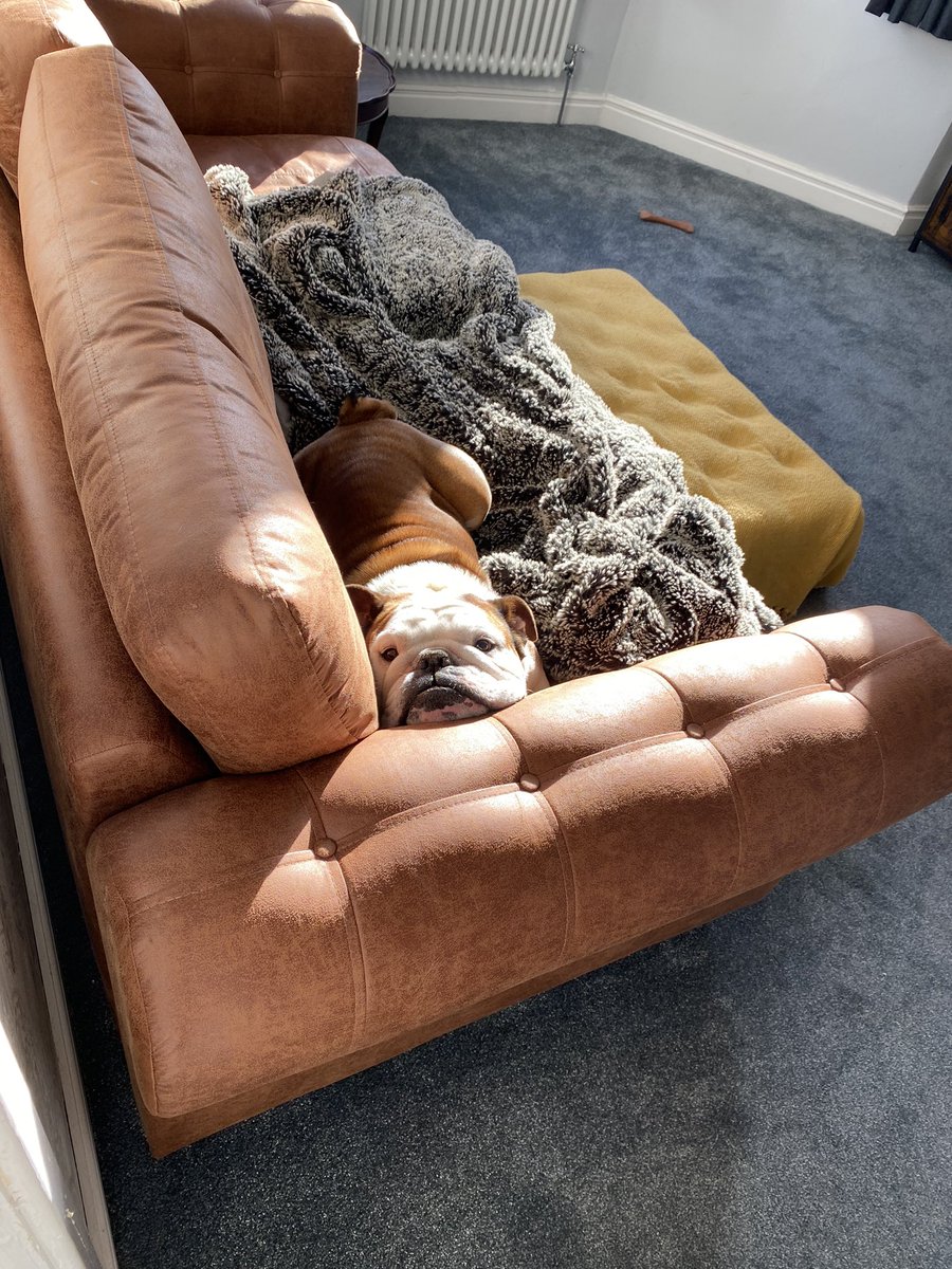 bulldog_harry's tweet photo. Like butter 🧈 wouldn’t melt! #Bulldog #HarryTheBulldog #DogsOfTwitter 🐶 🐾 #ForbiddenSofa #FeelGoodFriday https://t.co/zNrYY1ARbn