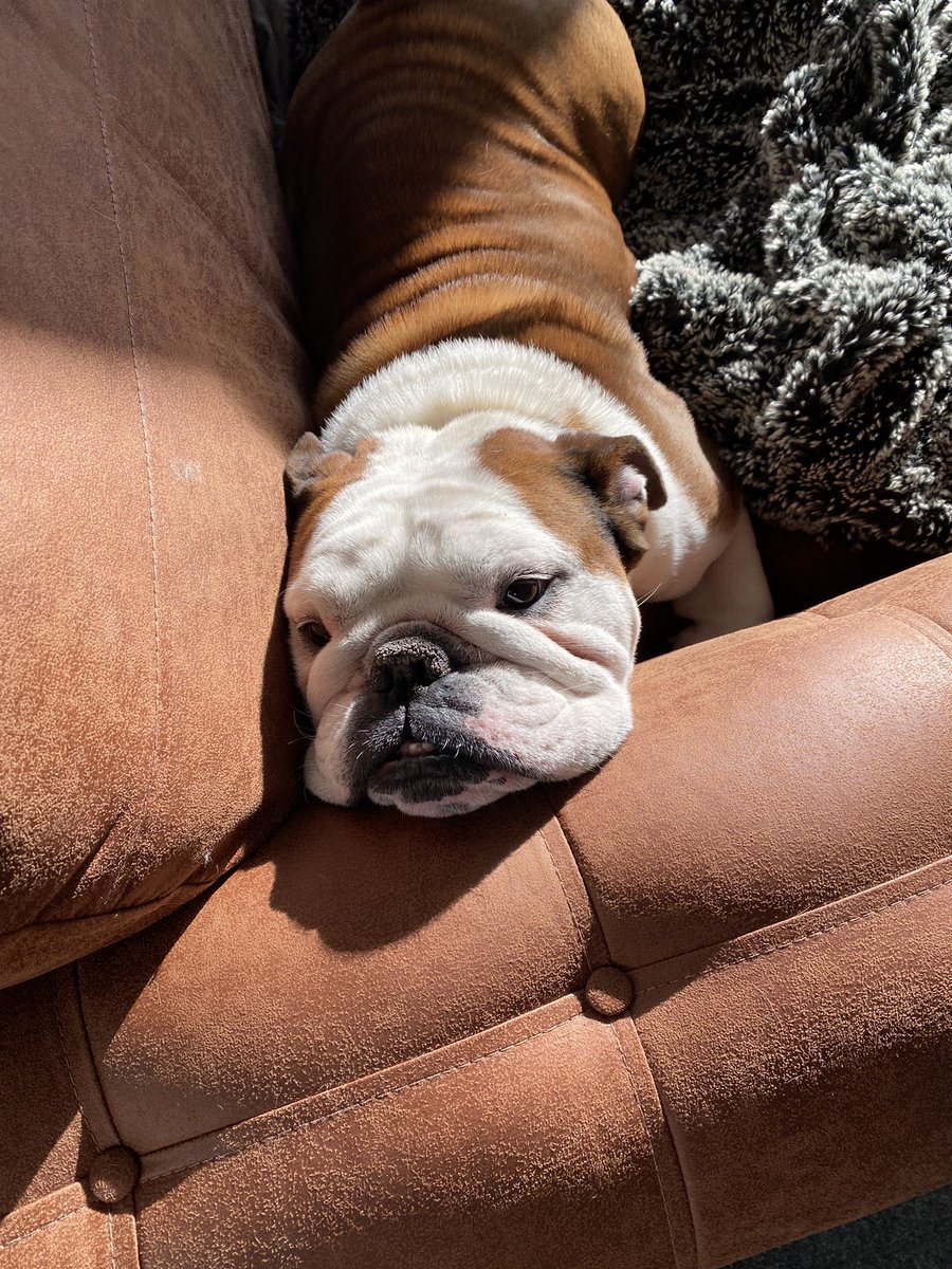 bulldog_harry's tweet photo. Like butter 🧈 wouldn’t melt! #Bulldog #HarryTheBulldog #DogsOfTwitter 🐶 🐾 #ForbiddenSofa #FeelGoodFriday https://t.co/zNrYY1ARbn