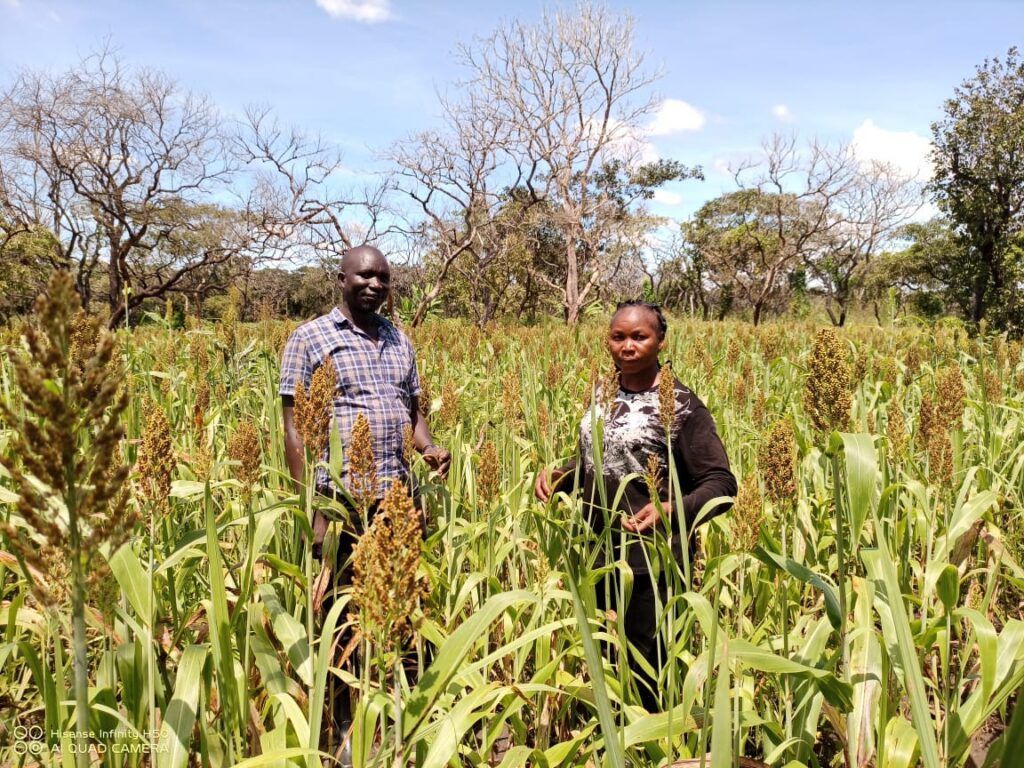 IFDCGlobal's tweet image. With help from PROSeed Ltd. and the A3-SEED project, Josephine Garebere, a #Seed producer, improved her #Business through training on the best practices of #Producing quality seeds, from #Land preparation to #Harvesting and #Marketing.

👇 ifdc.org/2024/01/12/agr…

@NLinSouthSudan