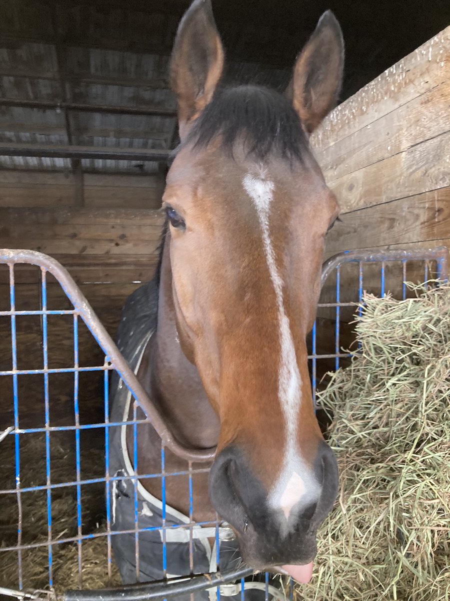 livipitch22's tweet photo. Good luck and Safe trip to Tapachill and @JHernandezz06 tonight @HollywoodPenn . Let’s go!!
🏇💨💨💨💨💨💨💨💨💨
@ThePewterStable @PTHA17 @PennHorseRacing #winchill #whitecandy #candyride #tapit https://t.co/eck7uHYK6q