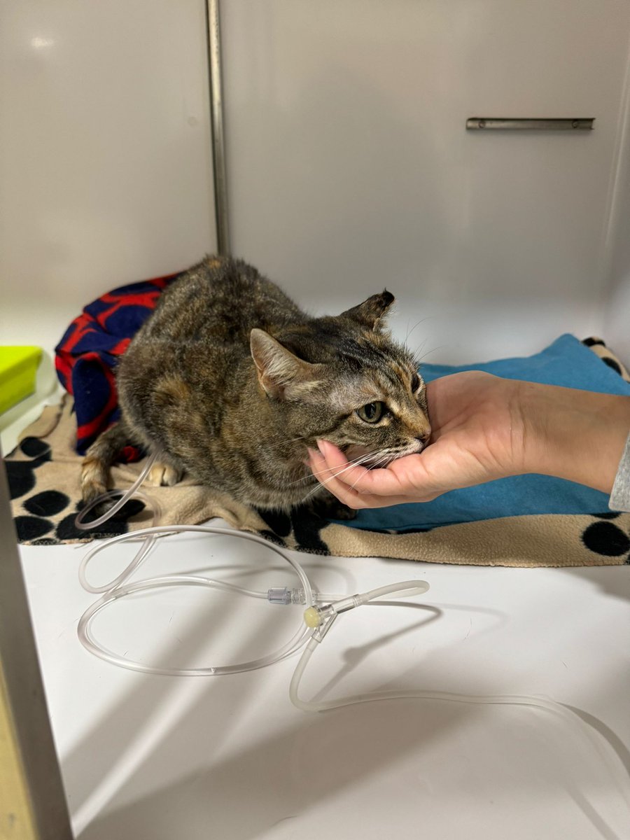 Meryniix's tweet photo. MI GATA NECESITA UNA OPERACIÓN URGENTE
He llevado a Luna al veterinario porque estaba vomitando todo lo que comía, allí le han visto un objeto extraño en el intestino y se necesita operar.
Agradezco de corazón cualquier aportación y si podéis compartir

https://t.co/heL2i0BvLg https://t.co/70F4sGUBXX