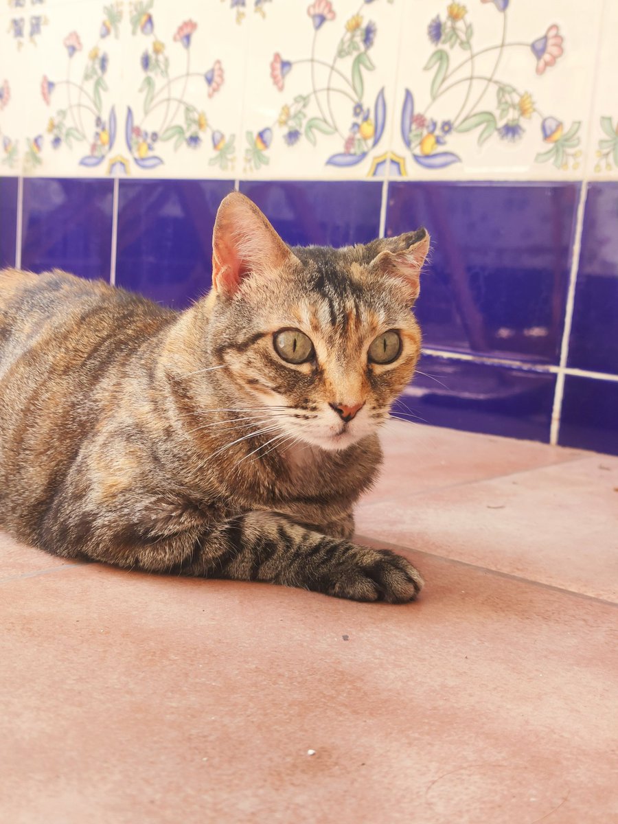 Meryniix's tweet photo. MI GATA NECESITA UNA OPERACIÓN URGENTE
He llevado a Luna al veterinario porque estaba vomitando todo lo que comía, allí le han visto un objeto extraño en el intestino y se necesita operar.
Agradezco de corazón cualquier aportación y si podéis compartir

https://t.co/heL2i0BvLg https://t.co/70F4sGUBXX