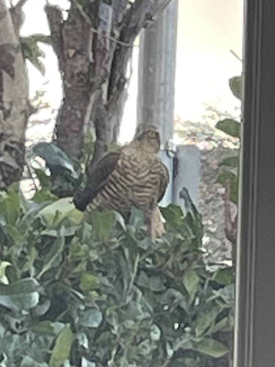Bit different from the dozens of tits and finches that are usually on my feeders, any idea what this is? It’s quite big! <a href="/Natures_Voice/">RSPB</a> <a href="/BTO_GBW/">BTO Garden BirdWatch</a>