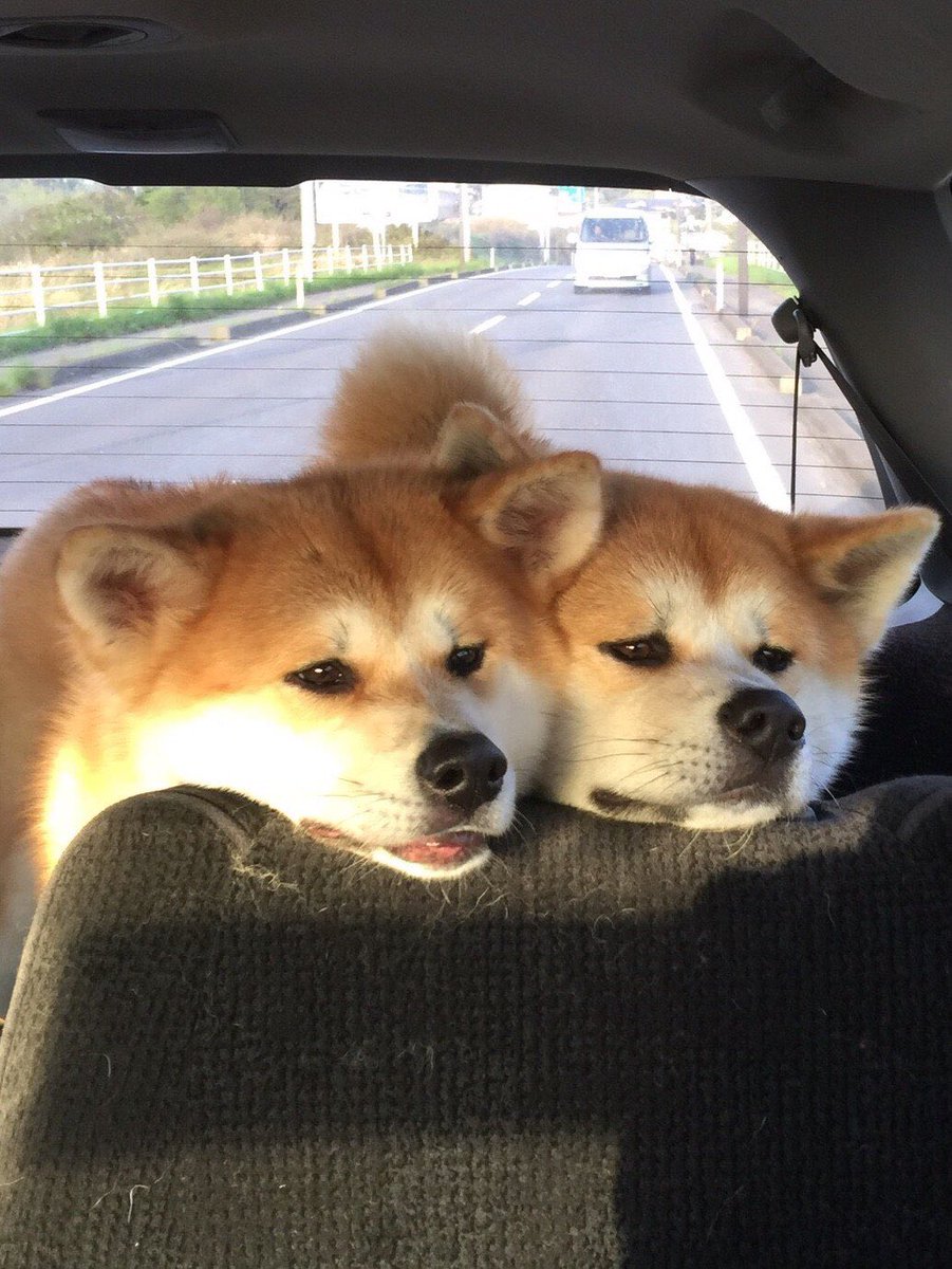 秋田犬『ポチ&ハチ』 tweet media