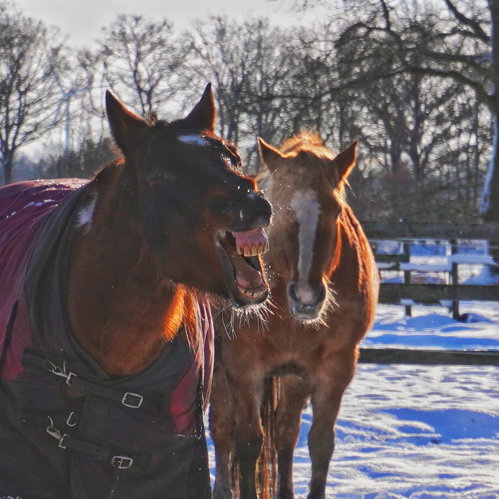 In an earlier post I've introduced to you Ina and Devil. These two are Jack and Kitty. 
#horses #riding #horseman #ranchliving #cowboyway #quarterhorse #painthorse #snowyday