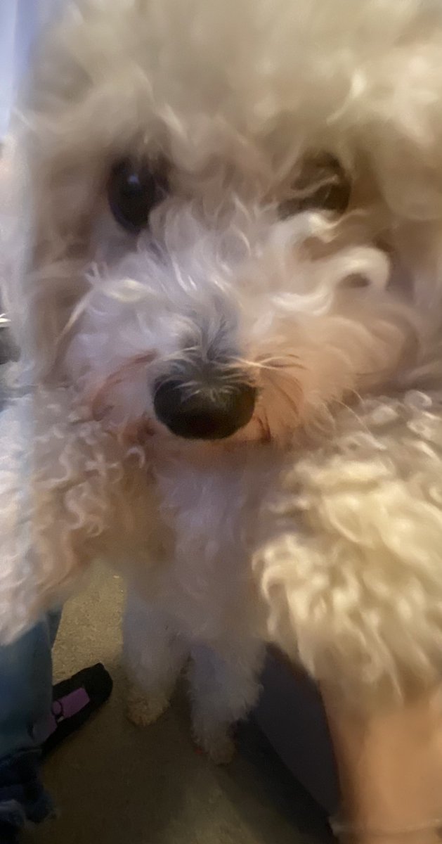 looks like my dog