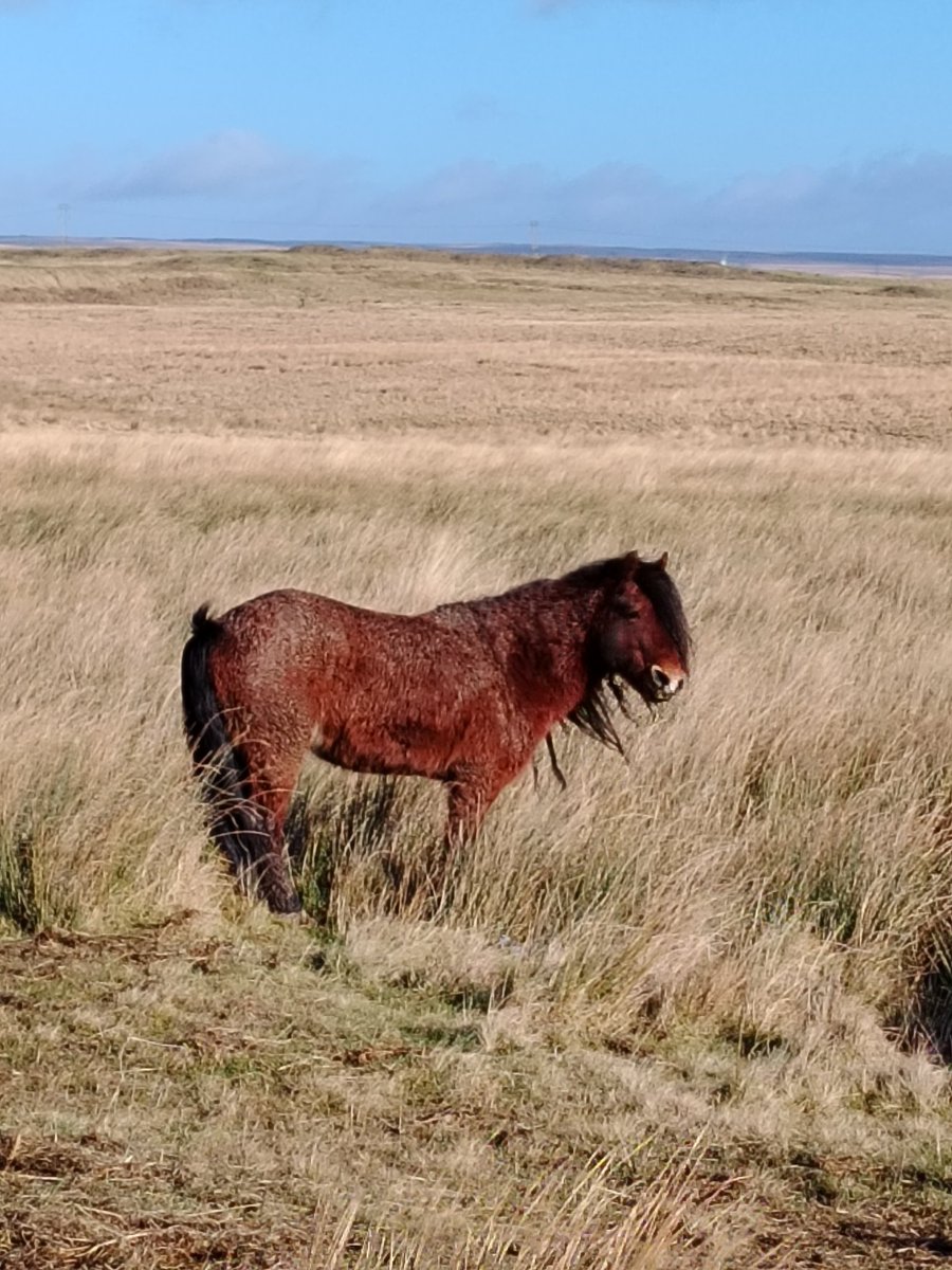 AilinKee's tweet photo. Gelligaer & Merthyr Common was quite stunning this morning. A tad windy! Then a short hop to Rhaslas which was little quieter. #natureconnection #getoutside #getoutdoors #visitmerthyr #visitwales https://t.co/vTThuZujgo
